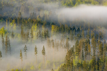 Naklejka na ściany i meble trees in the fog