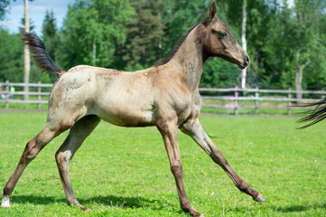 running purebred akhalteke  foal in the grass paddock