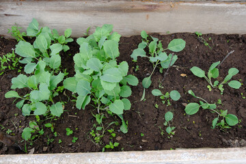 A small greenhouse with seedlings, built from improvised materials on the village plot.