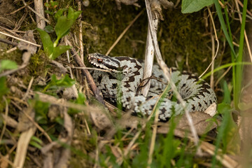 Common European viper (Vipera berus). The Bieszczady Mts., Carpathians, Poland.