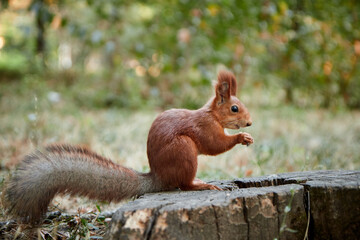 Naklejka na ściany i meble squirrel in the forest on a stump eats a nut, fluffy tail, autumn, fallen leaves
