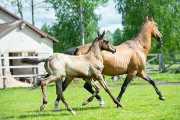 running speedly  purebred akhalteke foal with mom  in the paddock. stud farm