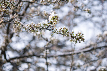 Beautiful branches of white blossoms on the tree. Nature spring background.