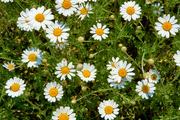 Field chamomile flowers growing in a meadow, nature.