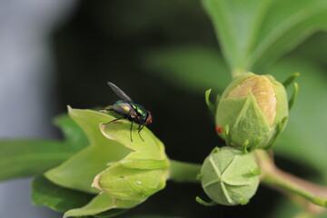 fly on leaf