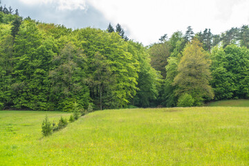 Obraz premium Waldrand