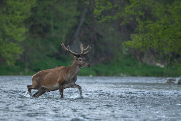 Red Deer (Cervus elaphus) in the river. The Bieszczady Mts., Carpathians, Poland.