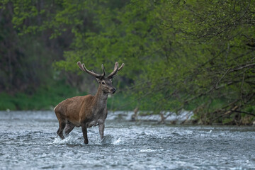 Naklejka na ściany i meble Red Deer (Cervus elaphus) in the river. The Bieszczady Mts., Carpathians, Poland.
