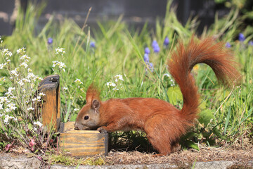 Eichhörnchen zwischen Blumen an einer Holztruhe