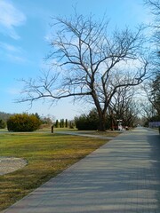 trees in the park