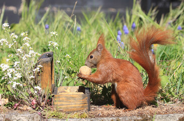 Eichhörnchen zwischen Blumen an einer Holztruhe