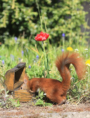 Eichhörnchen zwischen Blumen an einer Holztruhe