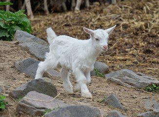 baby goat on the farm