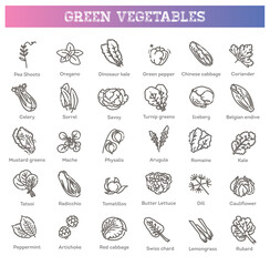 Fototapeta na wymiar Green salad leaves. Vector vegetarian healthy food leaf set