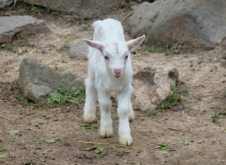 Obraz premium goat on the farm