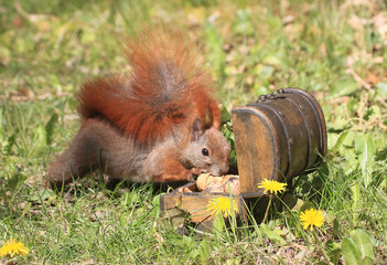 Eichhörnchen zwischen Blumen an einer Holztruhe