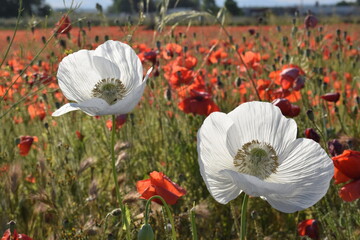 campo rojo y amapolas blancas