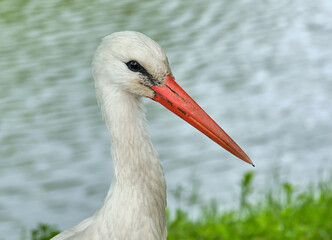 white stork ciconia