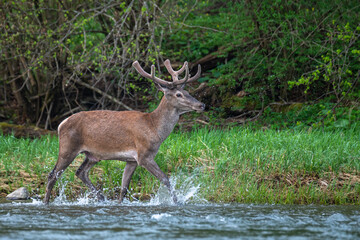 Red Deer (Cervus elaphus) in the river. The Bieszczady Mts., Carpathians, Poland.