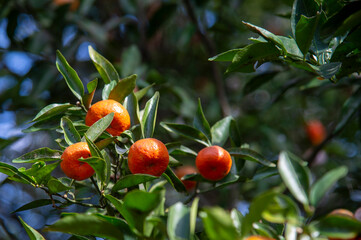Orange tree, Vitamin C