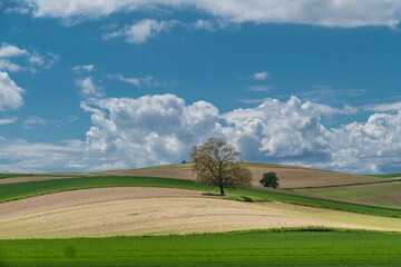 Obstbaum in schöner Hügellandschaft