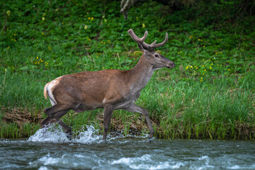 Red Deer (Cervus elaphus) in the river. The Bieszczady Mts., Carpathians, Poland.