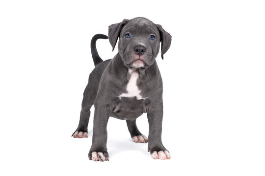 Purebred American Bully or Bulldog pup with blue and white fur standing isolated on a white background