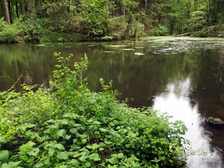 Kleiner Weiher im Wald am Weg zum Gut Menkhausen in Oerlinghausen bei Bielefeld am Hermannsweg im...
