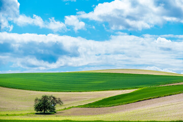Obstbaum in schöner Hügellandschaft