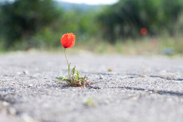 Macro shot of a red poppy flower sprouted on the road through the asphalt. Background image with place for inscription