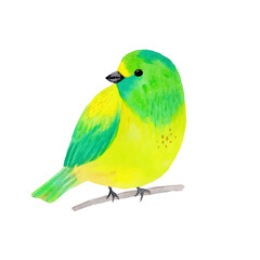 Fototapeta na wymiar Watercolor green and yellow bird isolated on white 