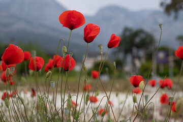 A meadow with beautiful poppies. Background. Foreground