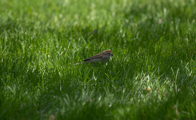 Chipping Sparrow