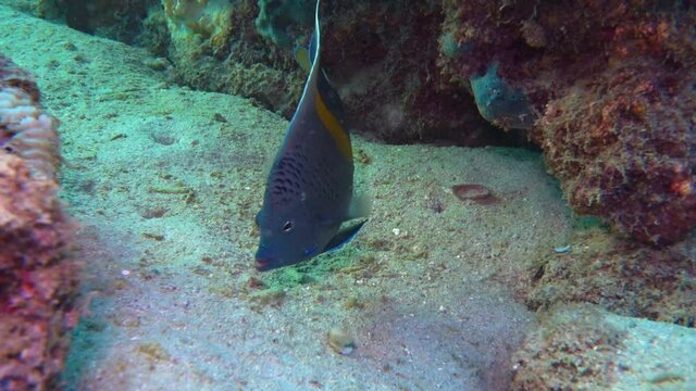 Arabian Angelfish or Pomacanthus asfur at the coral reef of Kish Island, Iran