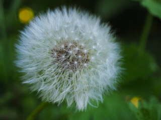 Pusteblume – Löwenzahn