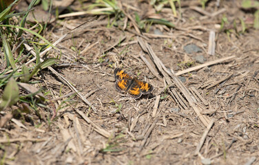 Pearl Crescent