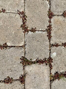 Old walkway in the park with delicate plants growing between each bricks.