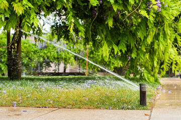 Automatic sprinklers for watering grass. the lawn is watered in summer. convenient for home. wisteria flower falls off