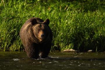 Obraz na płótnie Canvas Brown Bear, Bieszczady, Carpathians, Poland.