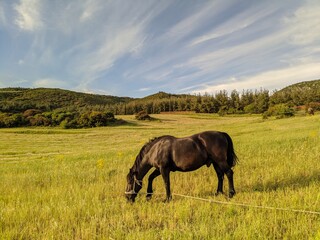 horse in the field