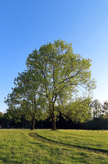tree in the field