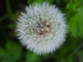Pusteblume – Löwenzahn
