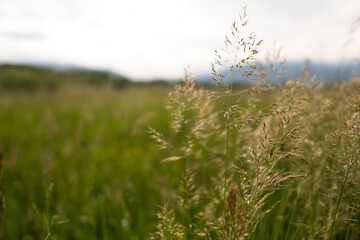 Fototapeta premium Fresh green grass background in sunny summer day