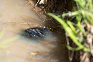 Spotted Turtle