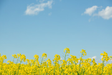 菜の花, 菜の花畑, なのはな, 菜花