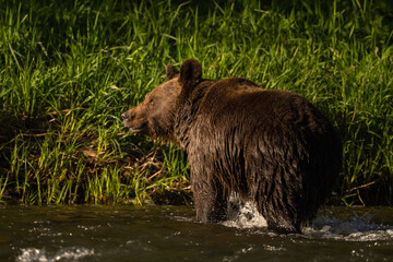 Brown Bear, Bieszczady, Carpathians, Poland.