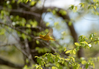 Yellow Warbler