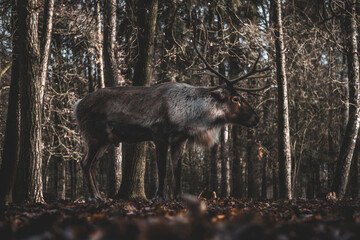 Rehe