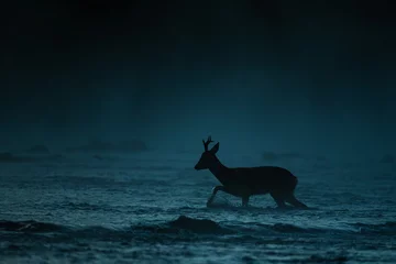 Foto auf Leinwand Roe Deer buck, The Bieszczady Mts., Carpathians, Poland. © Szymon Bartosz