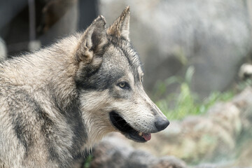 Huge Canadian wolf in the forest